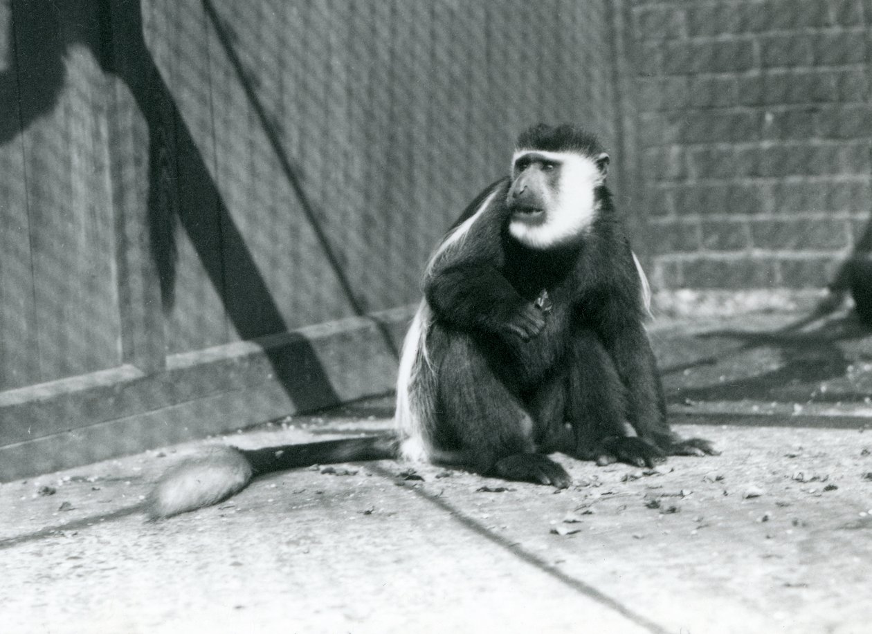 Een Kikuyu Zwart-witte Colobus Aap zittend in zijn verblijf in de London Zoo in juli 1925 door Frederick William Bond