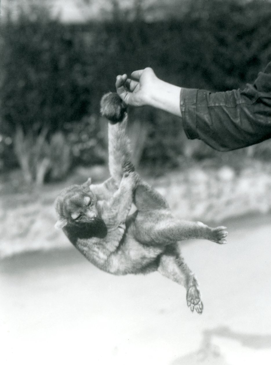 Een Kinkajoe opgehangen aan de vinger van een verzorger door zijn grijpstaart, London Zoo, september 1925 door Frederick William Bond