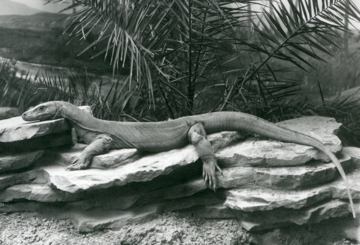 Een Komodovaraan rustend op een rotswand in London Zoo in 1927 door Frederick William Bond
