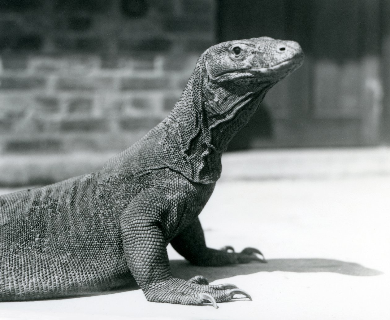 Een Komodovaraan in de London Zoo in augustus 1928 door Frederick William Bond
