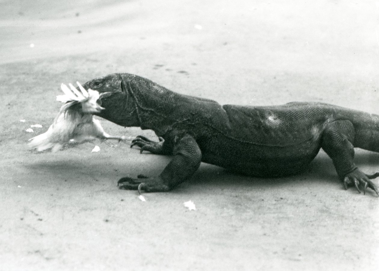 Een Komodovaraan die een kip eet, London Zoo door Frederick William Bond