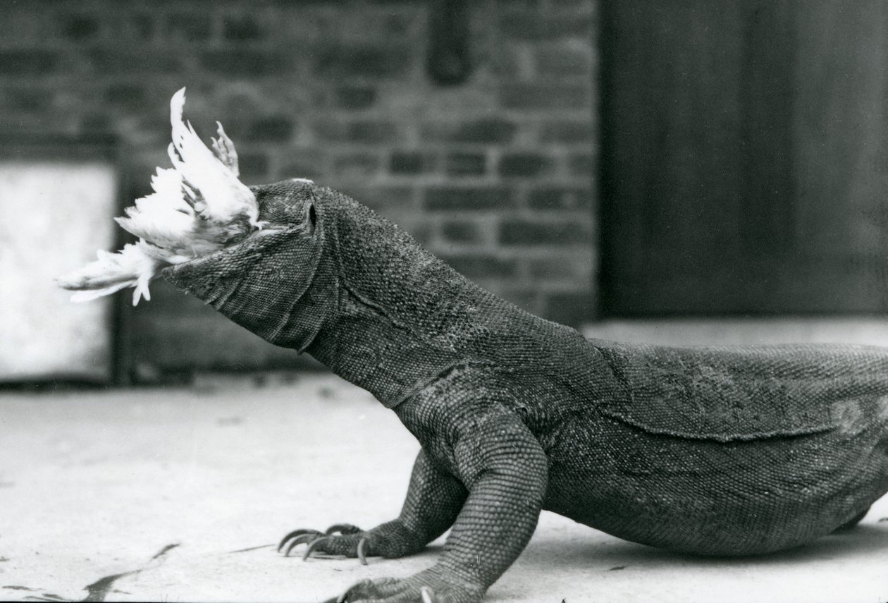 Een Komodovaraan die een kip eet in de London Zoo, augustus 1928 door Frederick William Bond