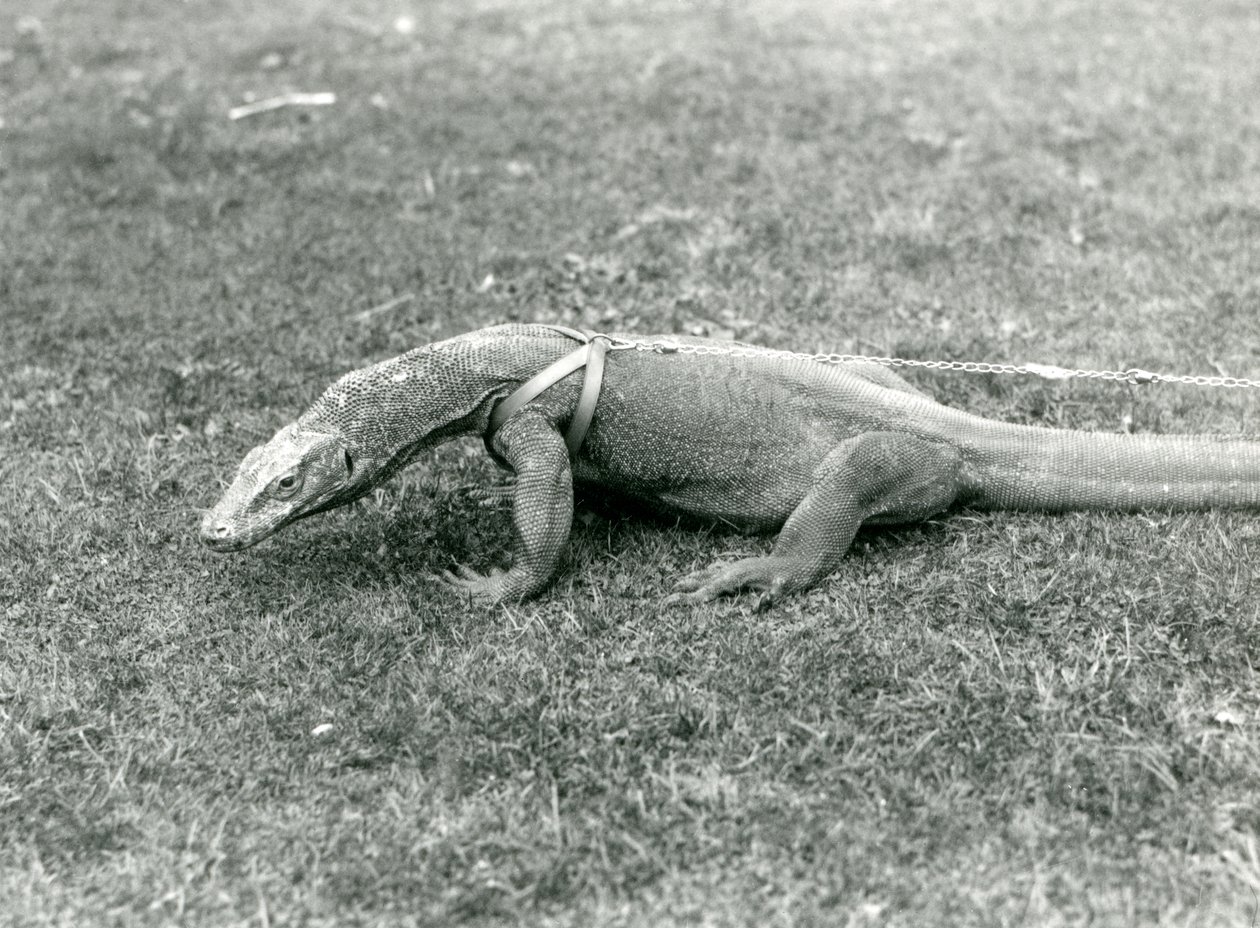 Een Komodovaraan uit voor een wandeling op een gazon, met een harnas en riem door Frederick William Bond