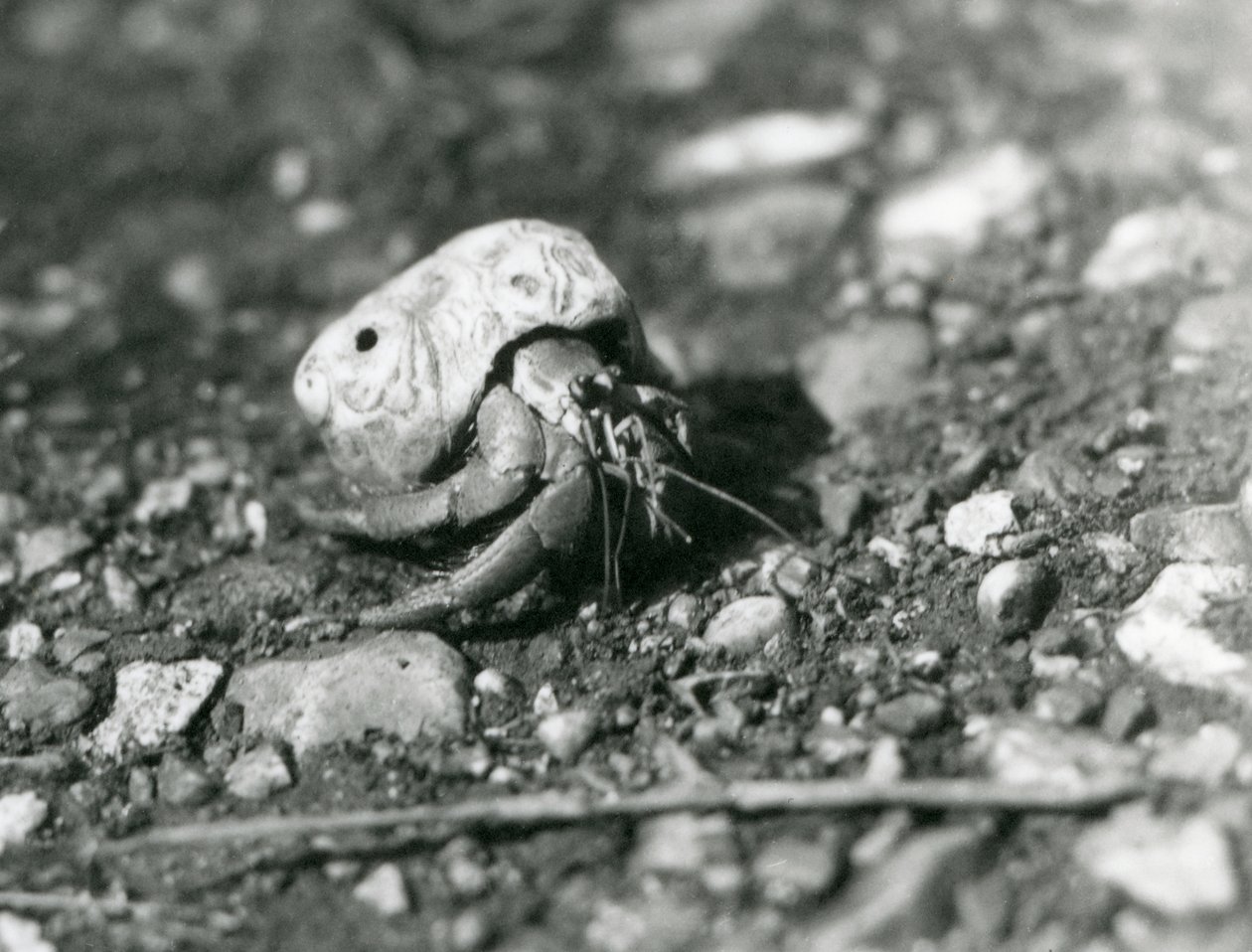 Een landheremietkreeft, London Zoo door Frederick William Bond