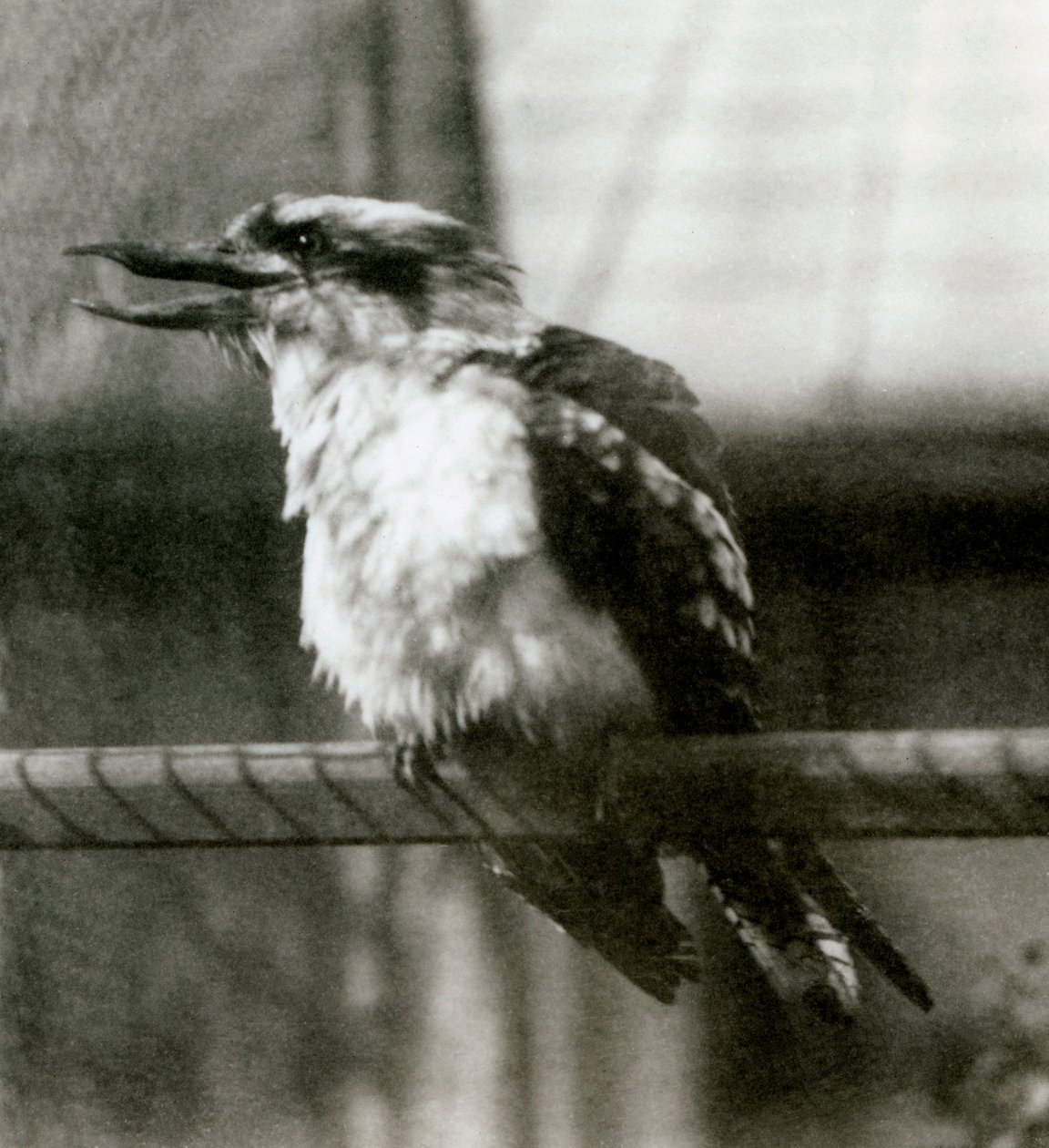 Een lachende kookaburra in de London Zoo in oktober 1924 door Frederick William Bond