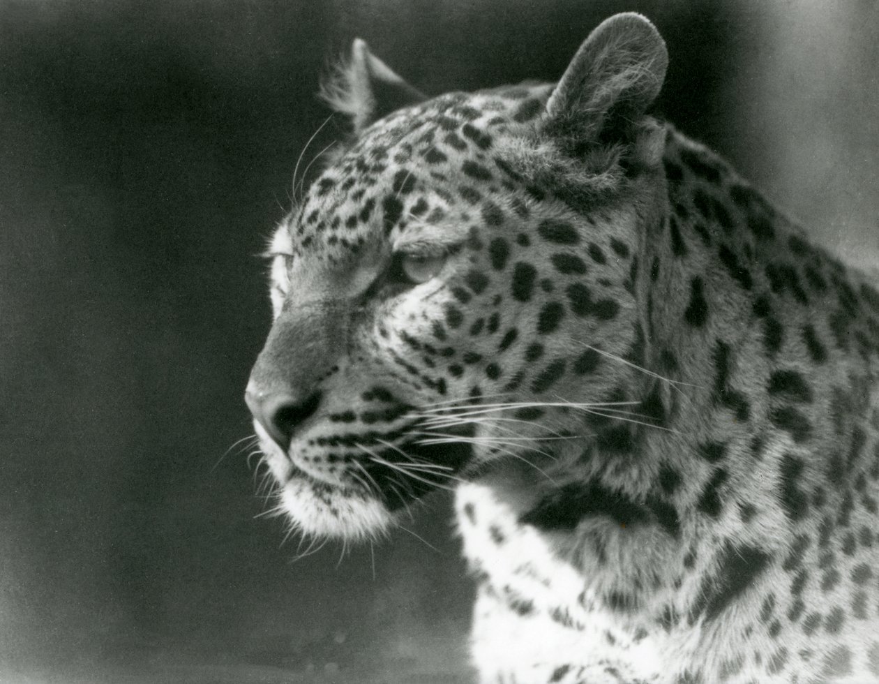 Een luipaard in de London Zoo in 1930 door Frederick William Bond