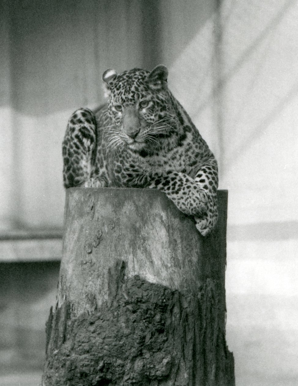 Een luipaard liggend op de top van een boomstronk, London Zoo door Frederick William Bond