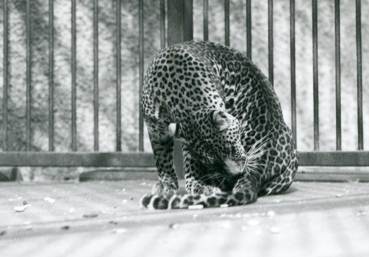 Een luipaard zittend in zijn verblijf, zijn poot verzorgend, London Zoo, 1927 door Frederick William Bond