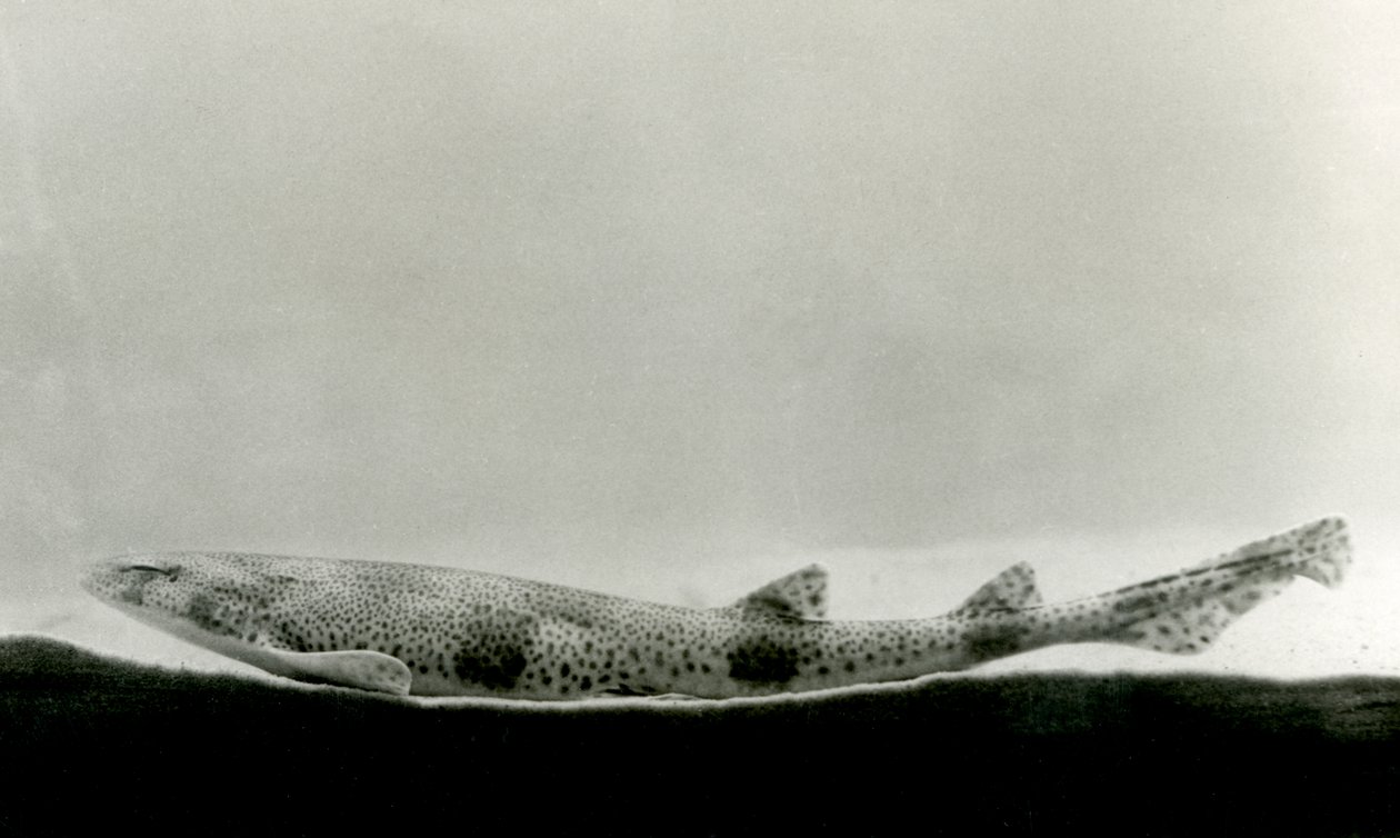 Een Klein Gevlekte Hondshaai in London Zoo door Frederick William Bond