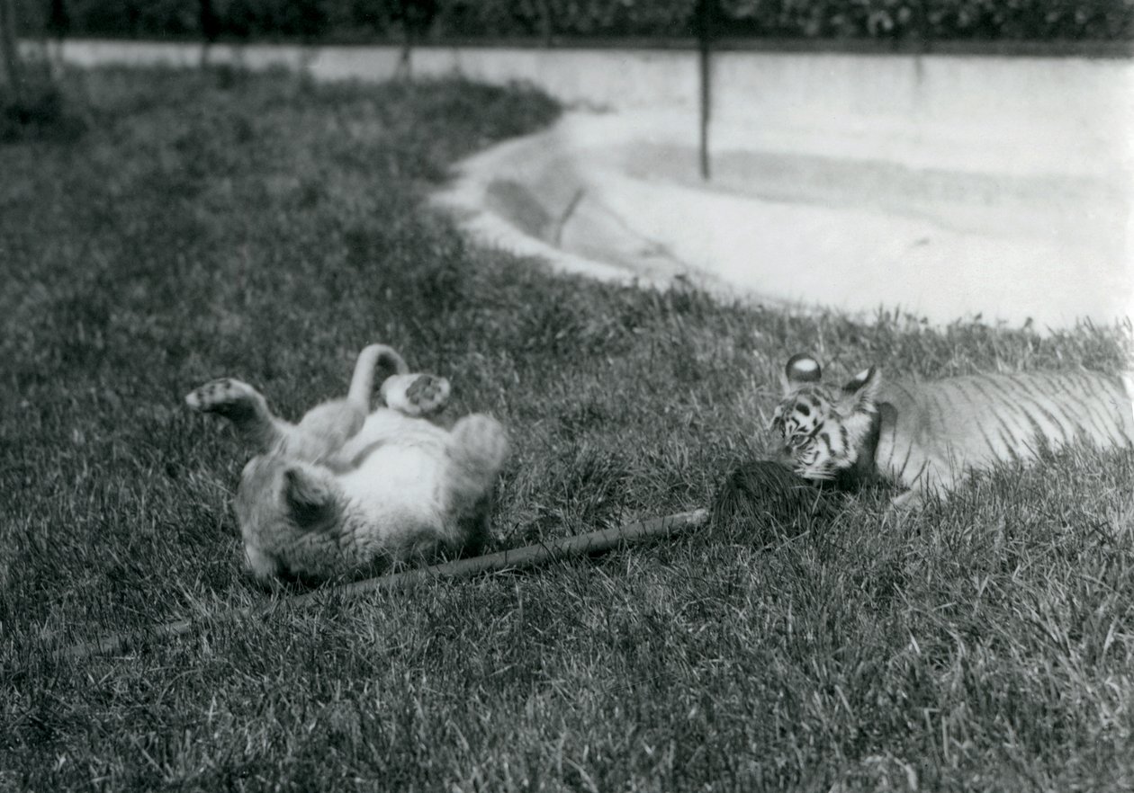 Een leeuwenwelp en tijgerwelp spelen met een dweil, op het gras, bij een vijver, London Zoo, september 1925 door Frederick William Bond