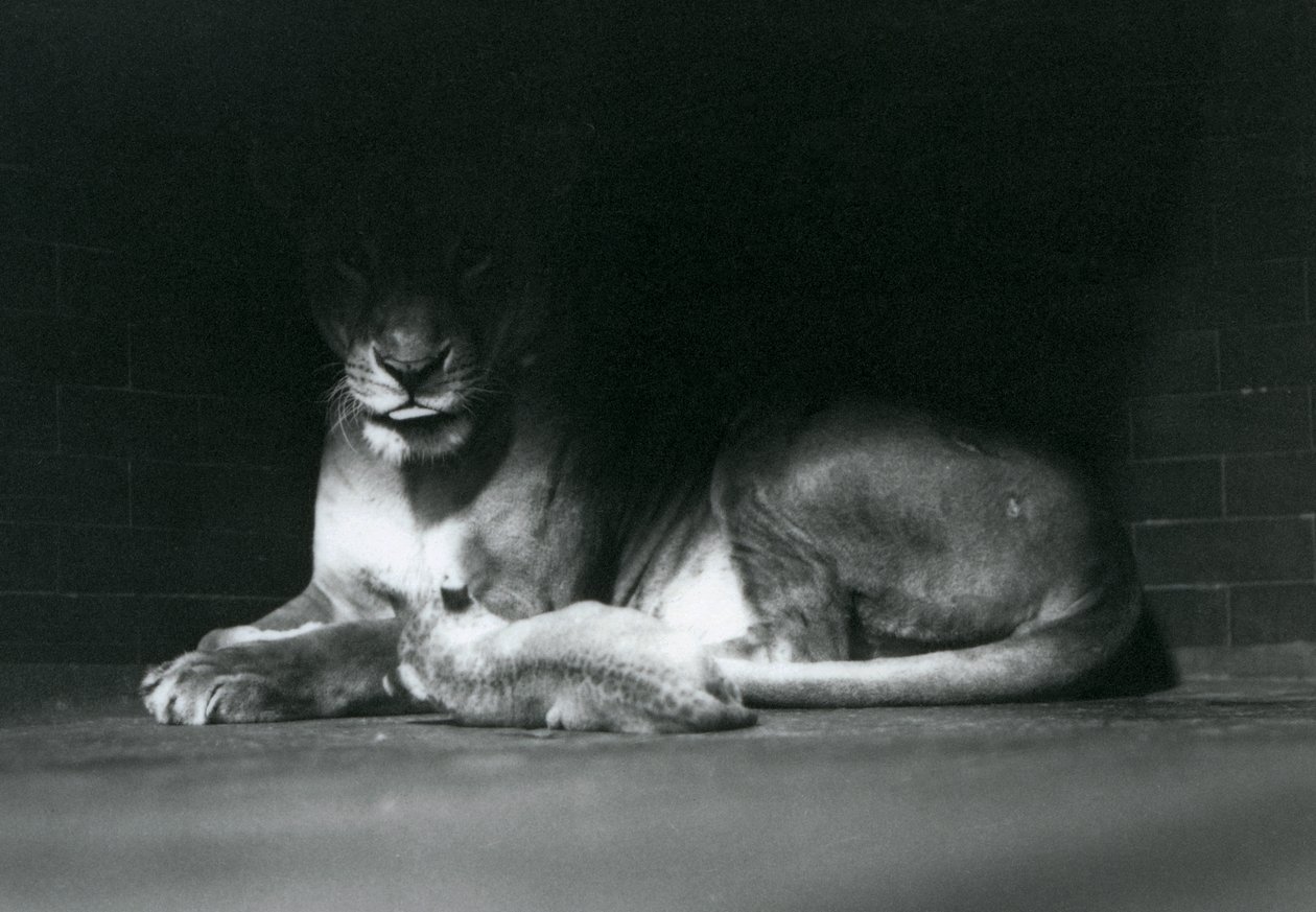 Een leeuwenwelp ligt met zijn moeder in de schaduw van de achterkant van hun verblijf, London Zoo, oktober 1925 door Frederick William Bond