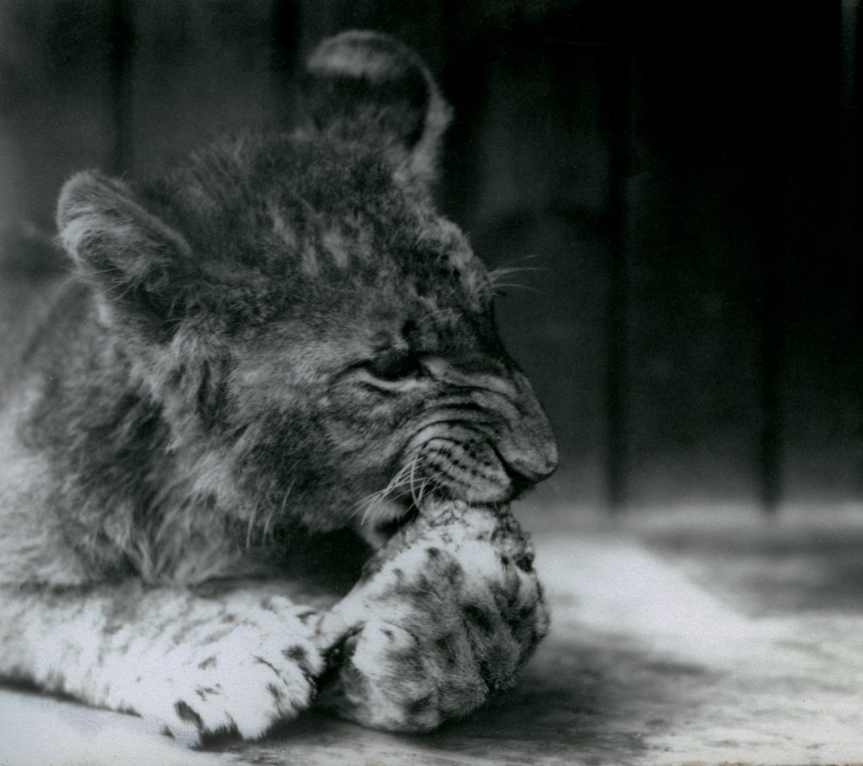 Een Leeuwenwelp voedend in de ZSL London Zoo in 1927 door Frederick William Bond