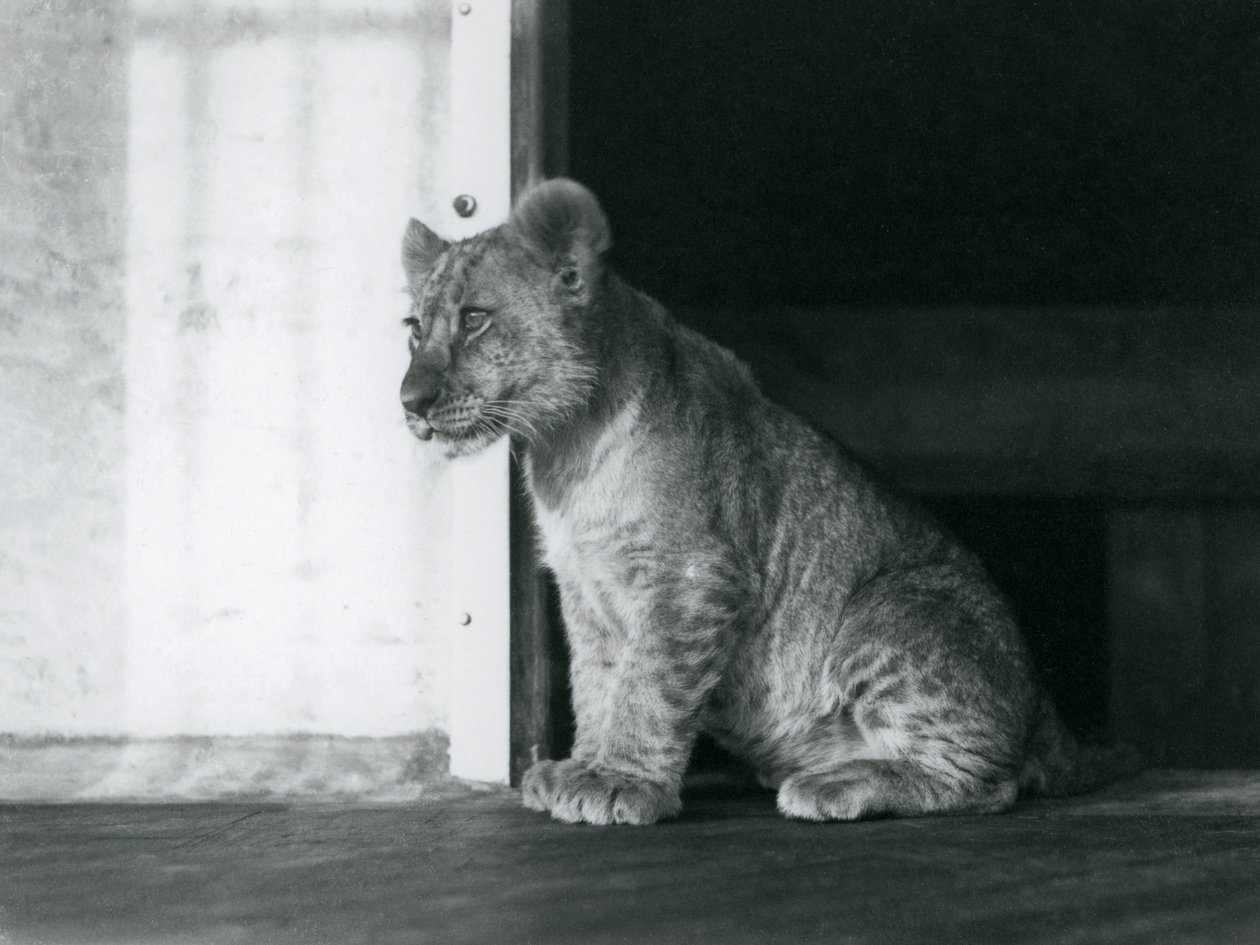 Een Leeuwenwelp zittend op de grond in de London Zoo in 1930 door Frederick William Bond