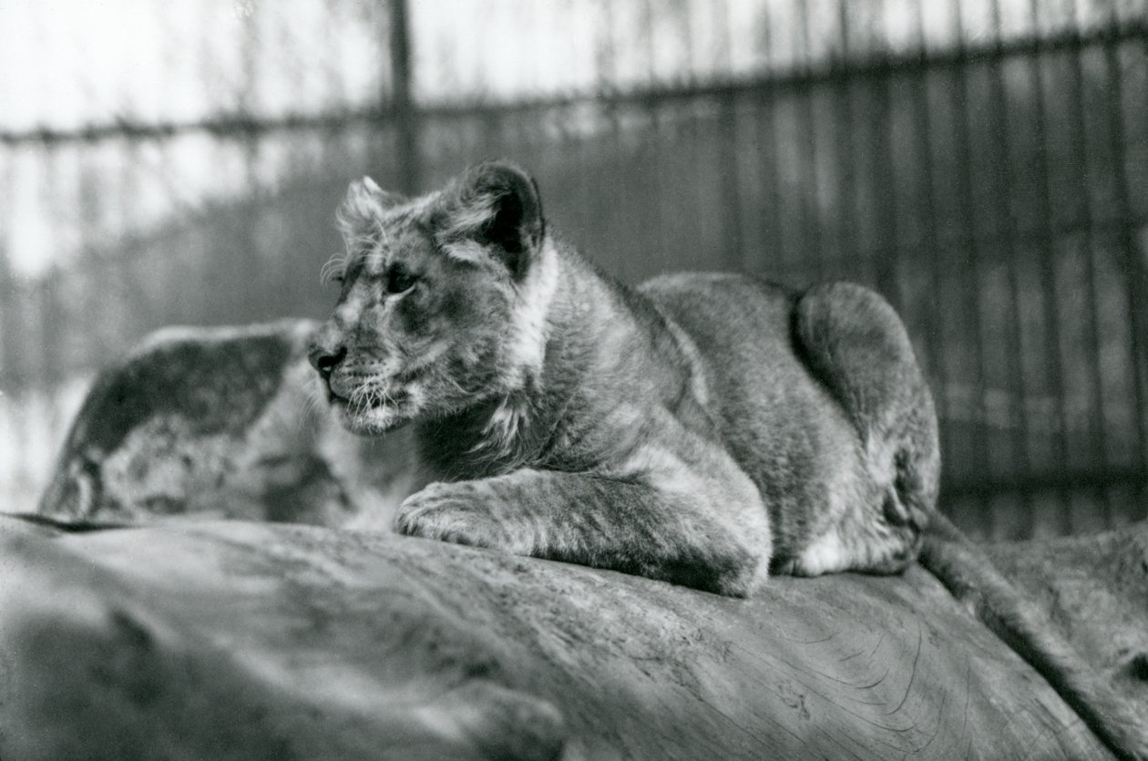 Een leeuwenwelp, geboren in de menagerie in juli 1923, London Zoo, juli 1924 door Frederick William Bond
