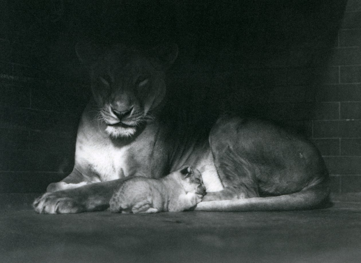Een leeuwin en welp liggen in de schaduw van de achterkant van hun verblijf, London Zoo, oktober 1925 door Frederick William Bond