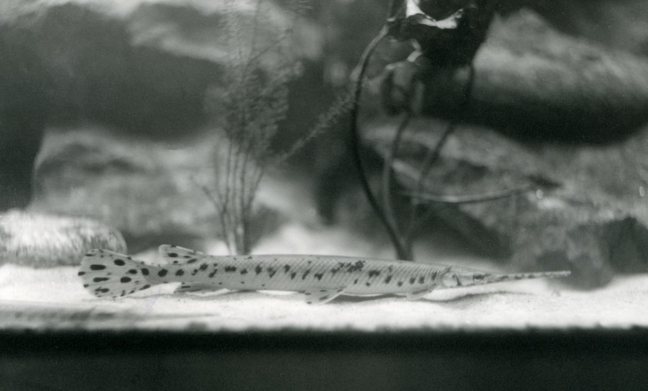 Een Langneusgar, of Naaldneusgar, London Zoo door Frederick William Bond
