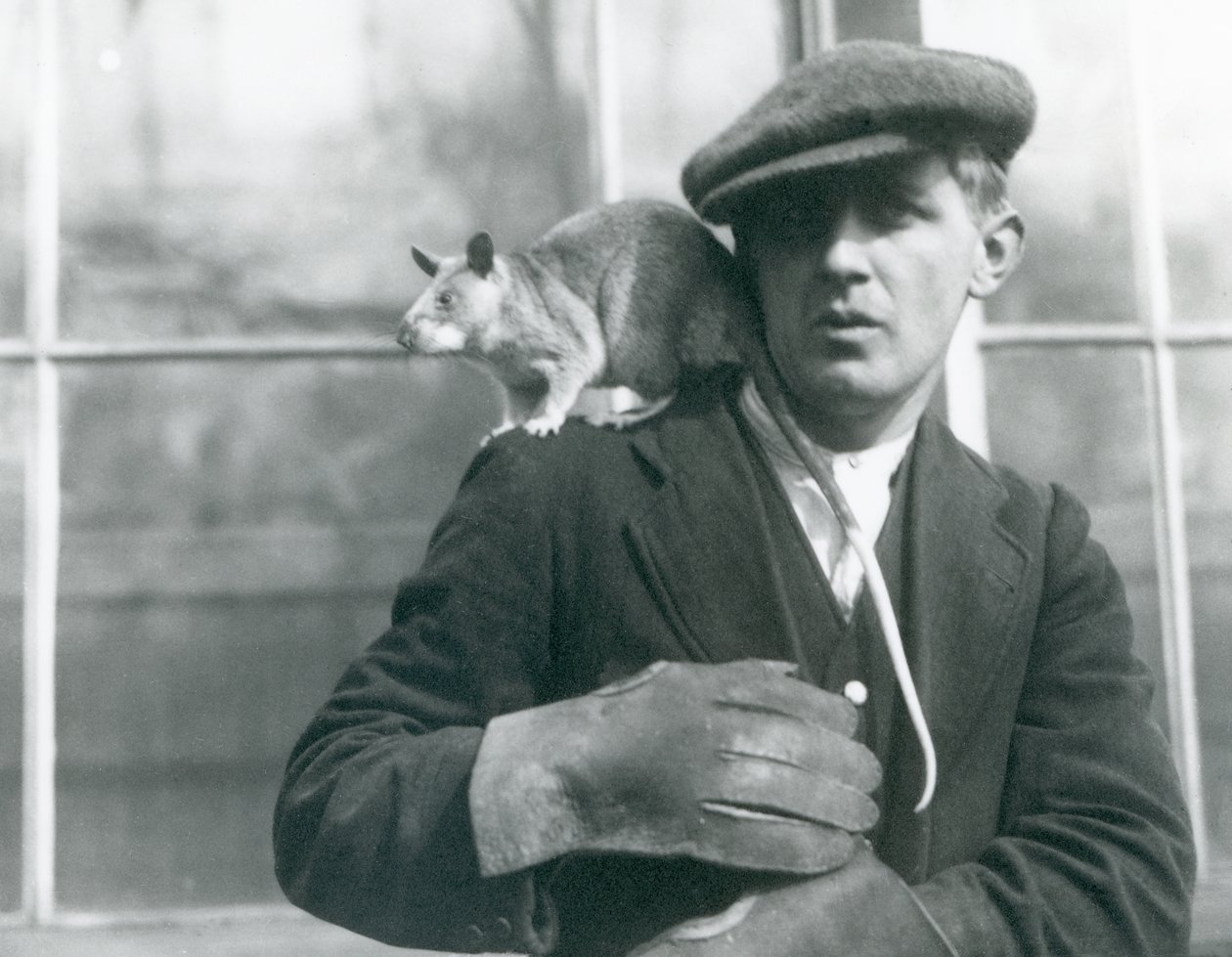 Een Malagassische reuzenrat zit op de schouder van zijn verzorger, London Zoo door Frederick William Bond