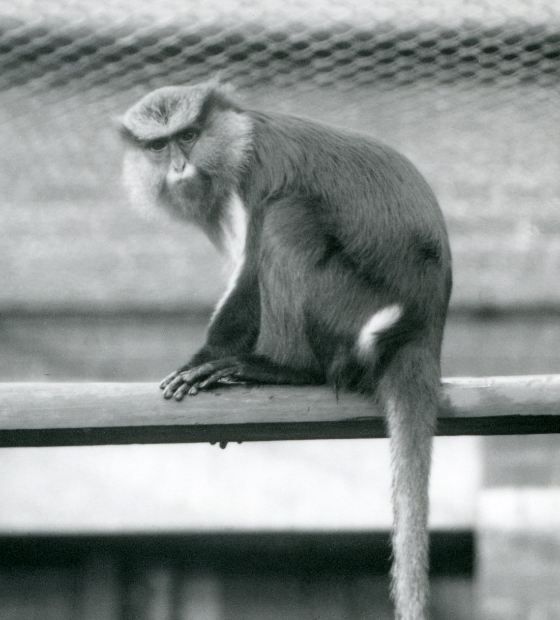 Een Mona Aap zittend op een horizontale paal in zijn verblijf in London Zoo in september 1925 door Frederick William Bond