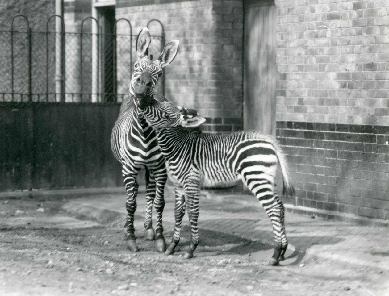 Een Bergzebra en haar veulen in London Zoo in 1929 (zwart-wit foto) door Frederick William Bond