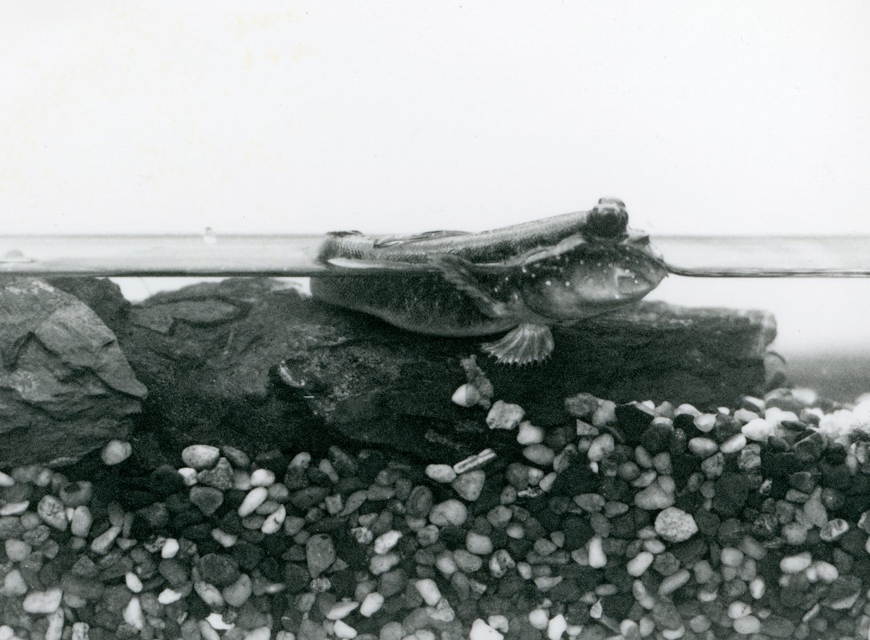 Een modderkruiper rustend op ondergedompelde rotsen, met zijn ogen boven water, London Zoo door Frederick William Bond