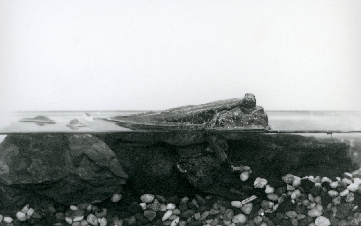 Een modderkruiper, rustend op ondergedompelde rotsen, met de bovenste helft van zijn lichaam boven water, London Zoo door Frederick William Bond