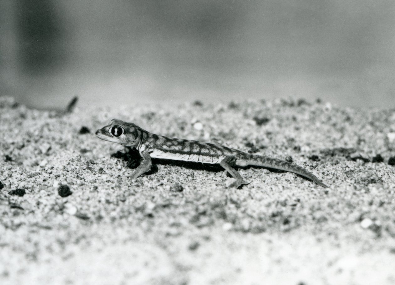 Een Namib zandgekko/Webvoetgekko staand op zand, London Zoo, september 1928 (zwart-wit foto) door Frederick William Bond