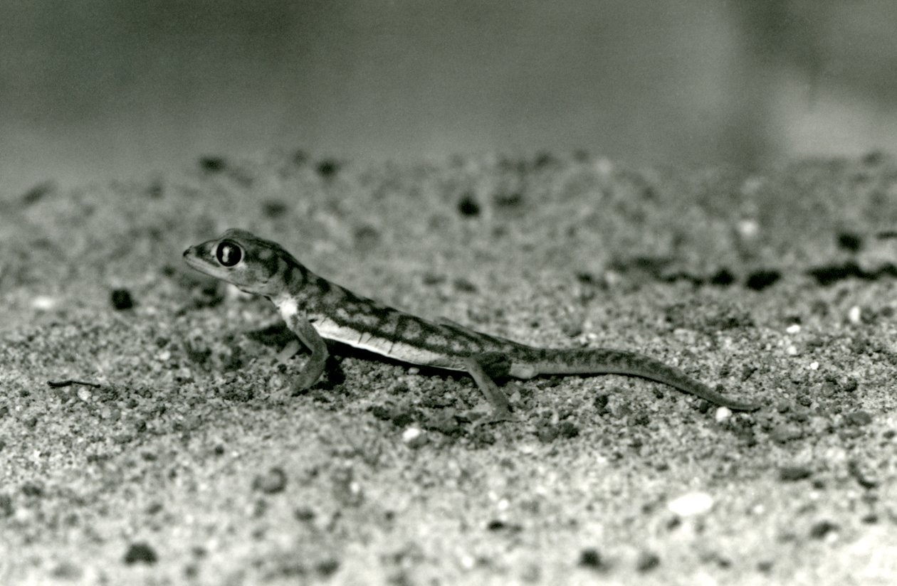 Een Namib zandgekko/Webvoetgekko staand op zand, London Zoo, september 1928 door Frederick William Bond