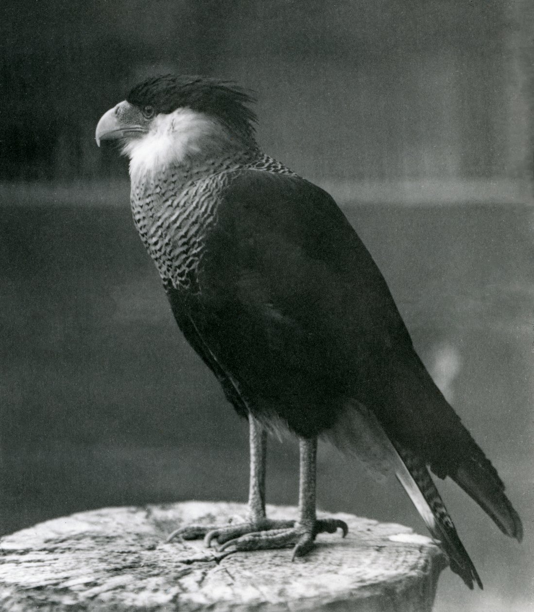 Een noordelijke kuifcaracara in de London Zoo door Frederick William Bond