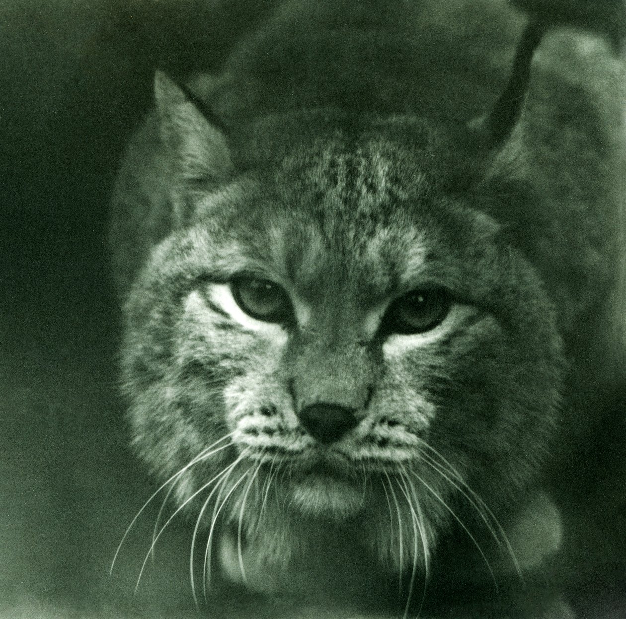 Een Noordelijke lynx, London Zoo, februari 1925 door Frederick William Bond
