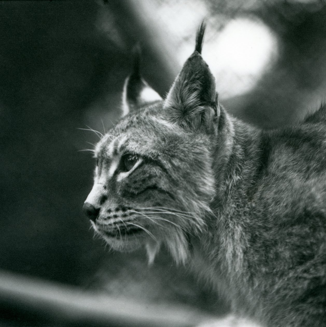 Een Noordelijke Lynx in London Zoo, juli 1925 door Frederick William Bond