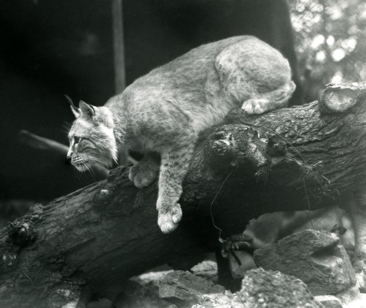Een Noordelijke Lynx die van een tak naar beneden leunt, London Zoo, oktober 1925 door Frederick William Bond