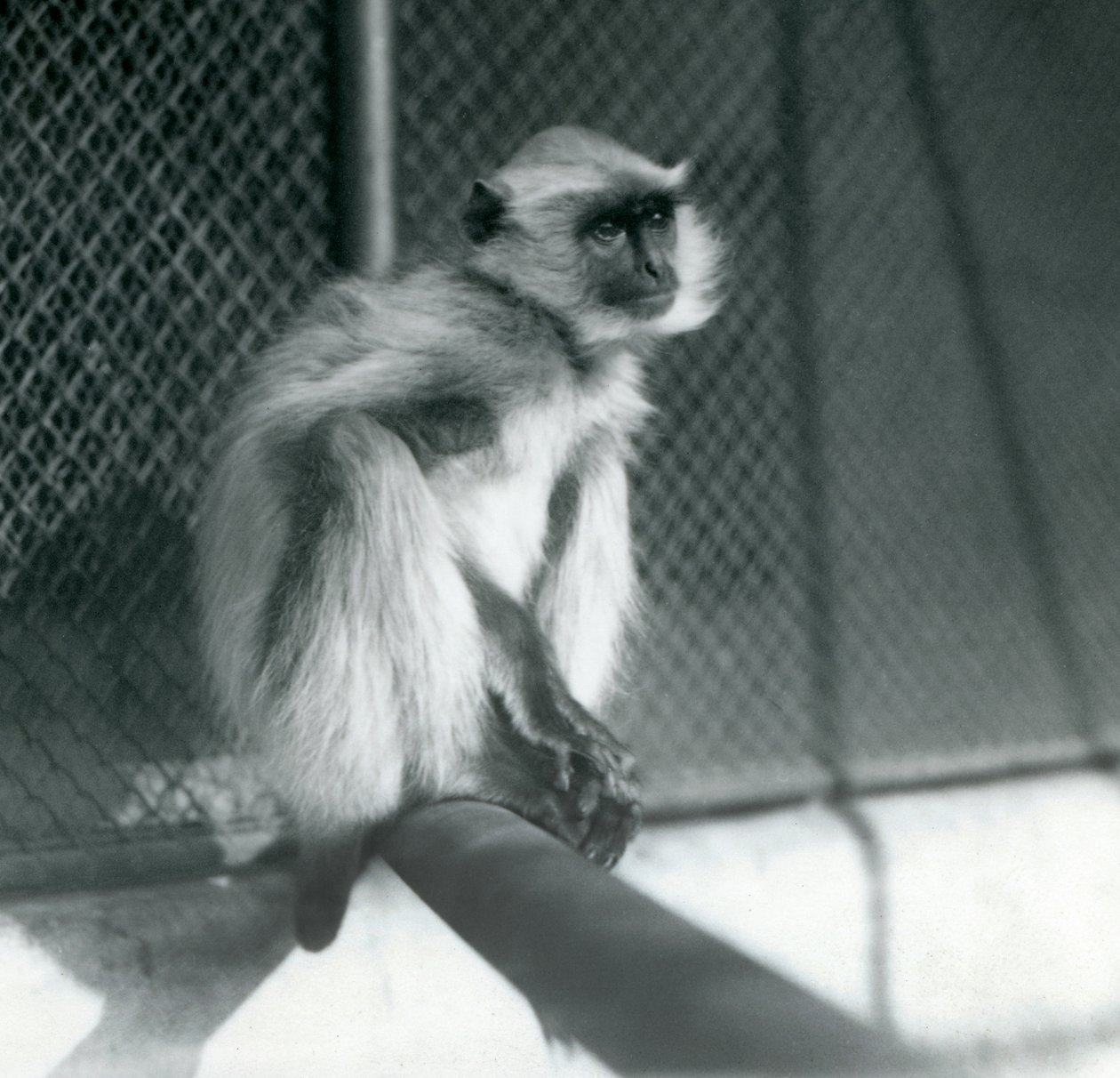 Een Noordelijke vlaktegrijze langoer zittend op een zitstok in zijn verblijf in London Zoo in 1928 door Frederick William Bond