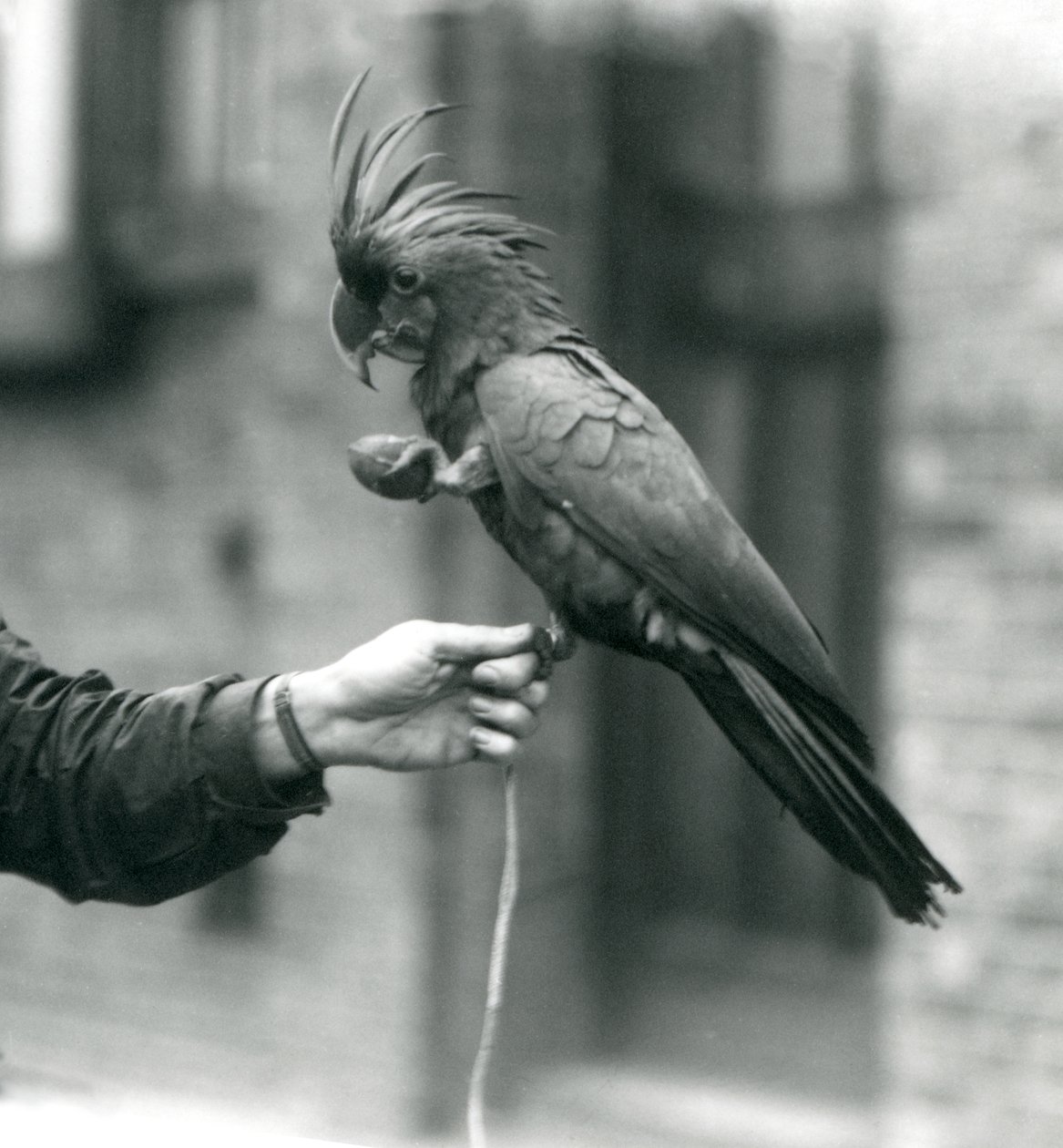 Een PalmGoliathGrote Zwarte Kakatoe die met één voet aan de vinger van een verzorger hangt en een ei-vormige traktatie in de andere houdt, London Zoo, september 1927 door Frederick William Bond