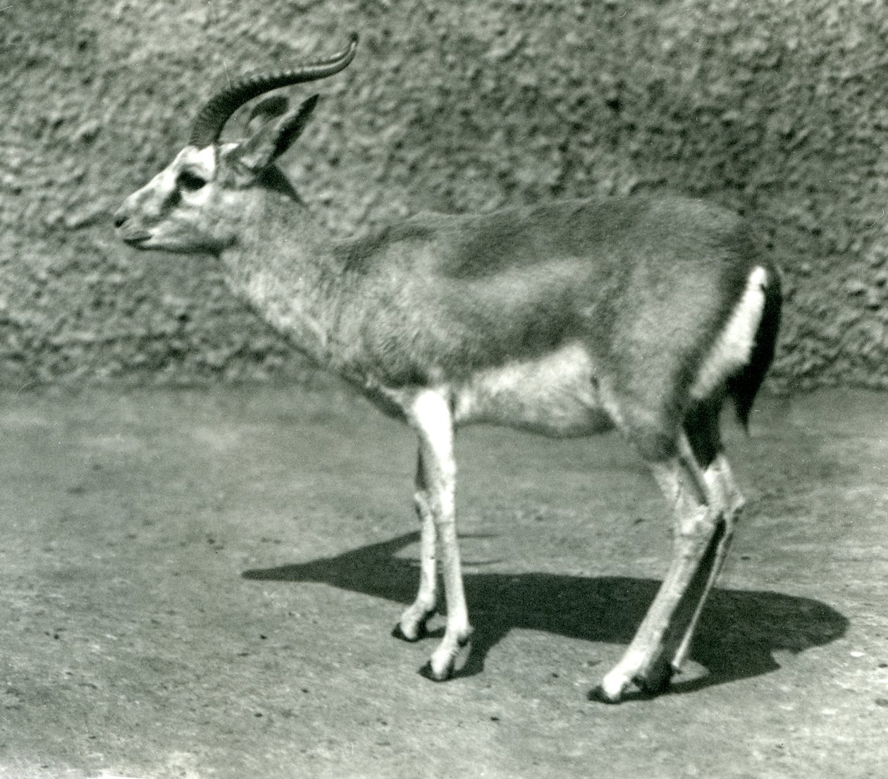 Een Perzische Gazelle in de London Zoo in juni 1925 door Frederick William Bond
