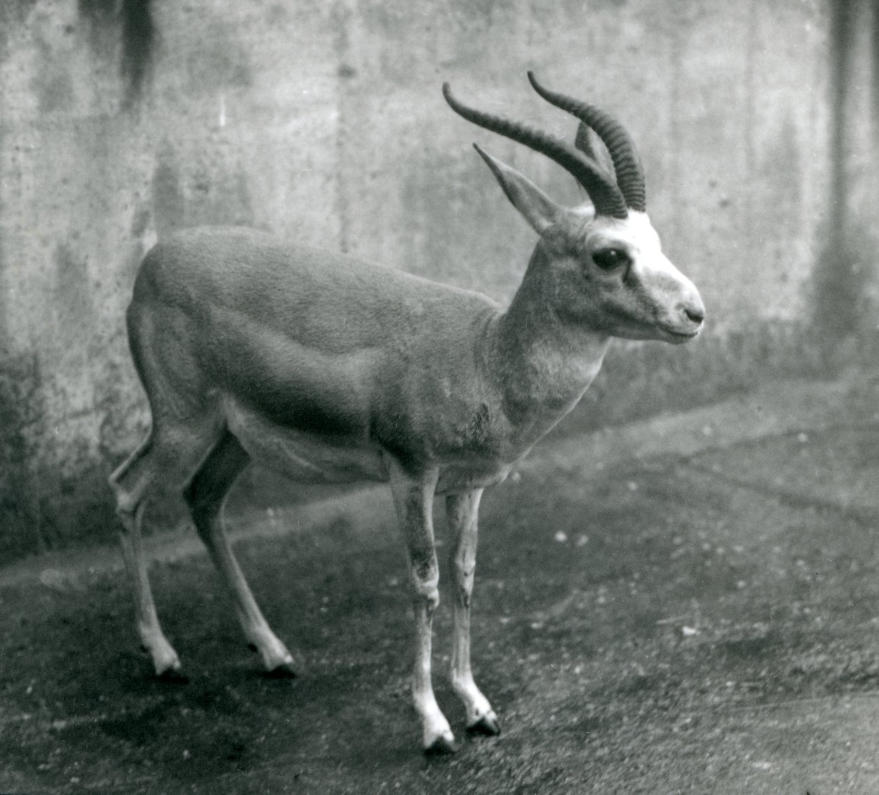 Een Perzische, Goitered, of Zwartstaartgazelle in de London Zoo, augustus 1927 door Frederick William Bond