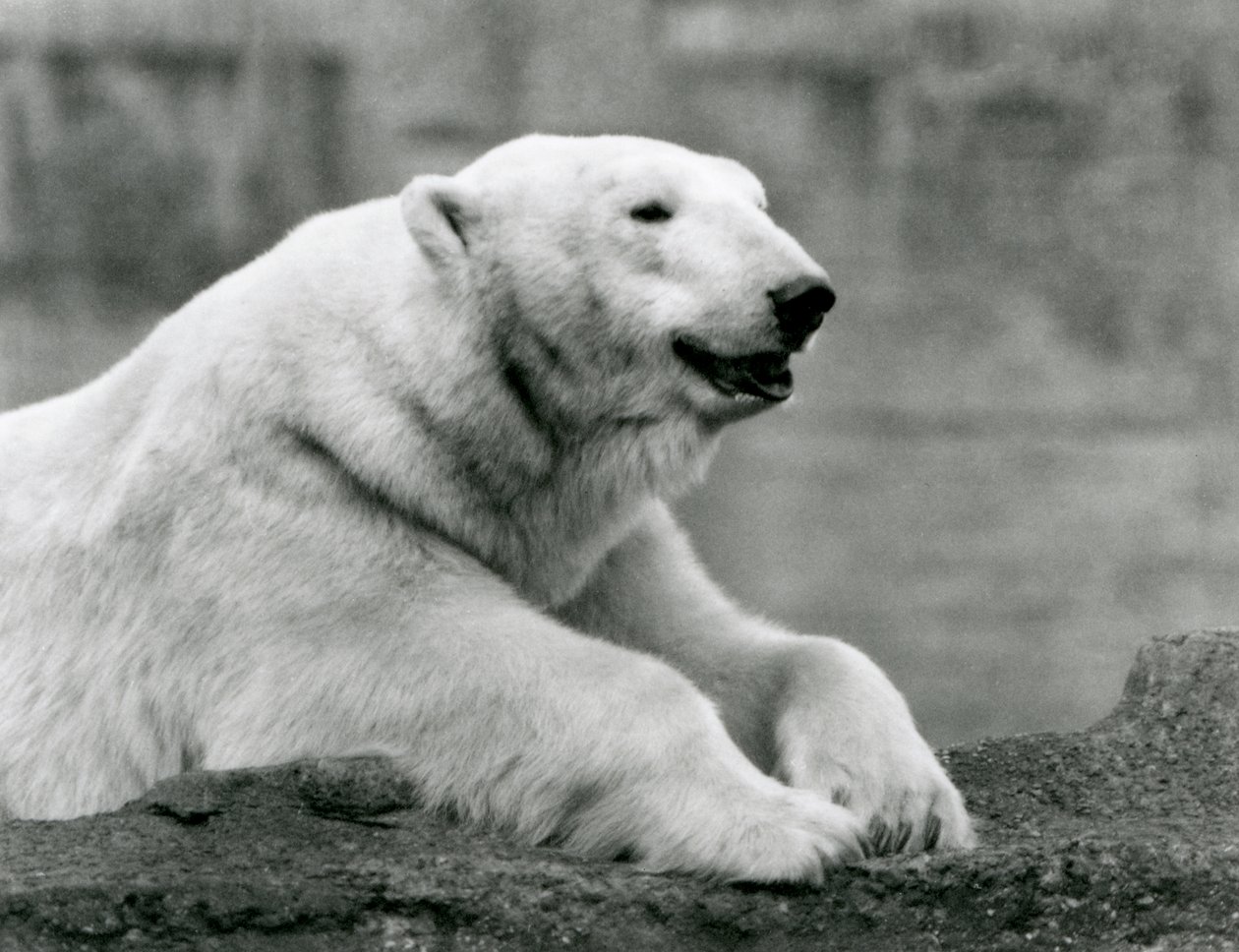 Een ijsbeer rustend op een rotsrichel in de London Zoo in 1931 door Frederick William Bond