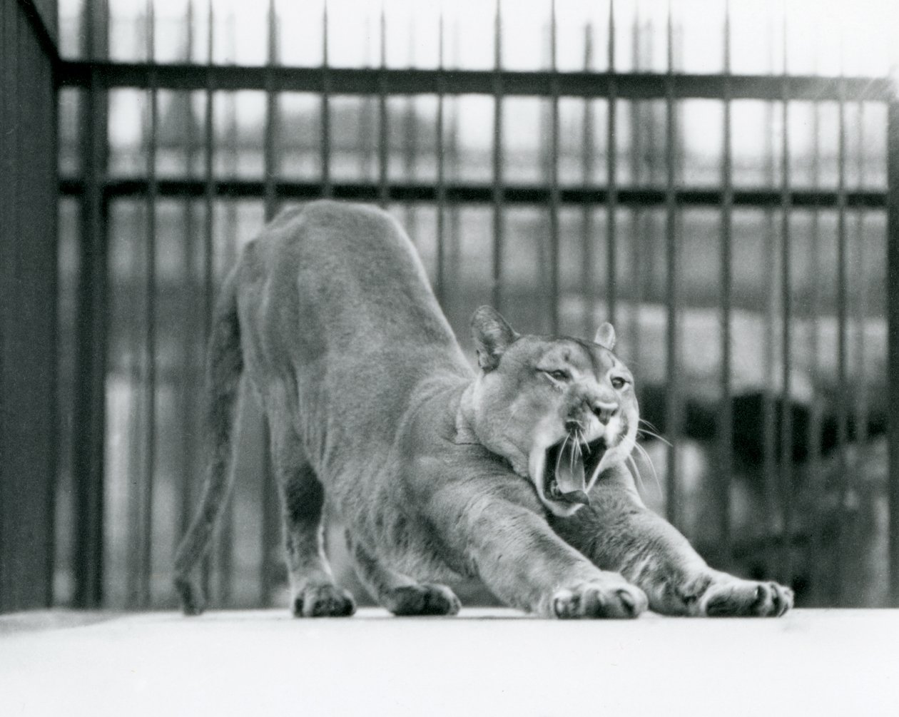 Een Poema geeuwend en uitrekkend bij London Zoo in juni 1925 door Frederick William Bond