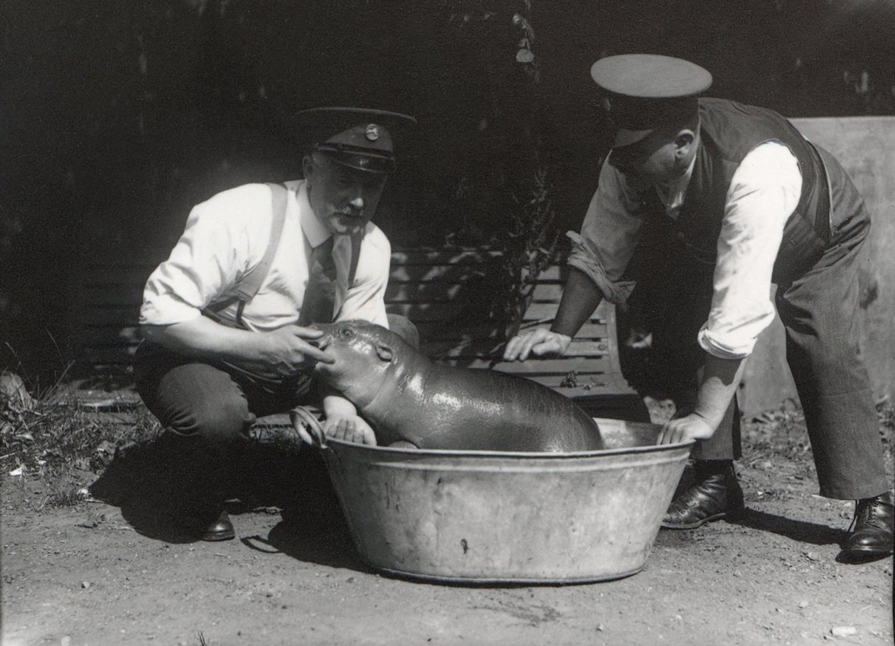 Een dwergnijlpaard in bad in ZSL London Zoo, augustus 1928 door Frederick William Bond