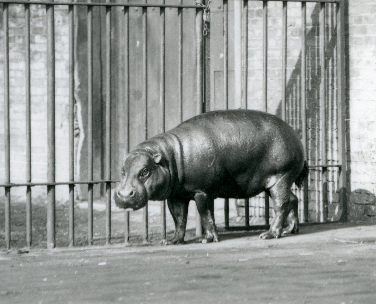 Een dwergnijlpaard in de London Zoo in 1927 door Frederick William Bond