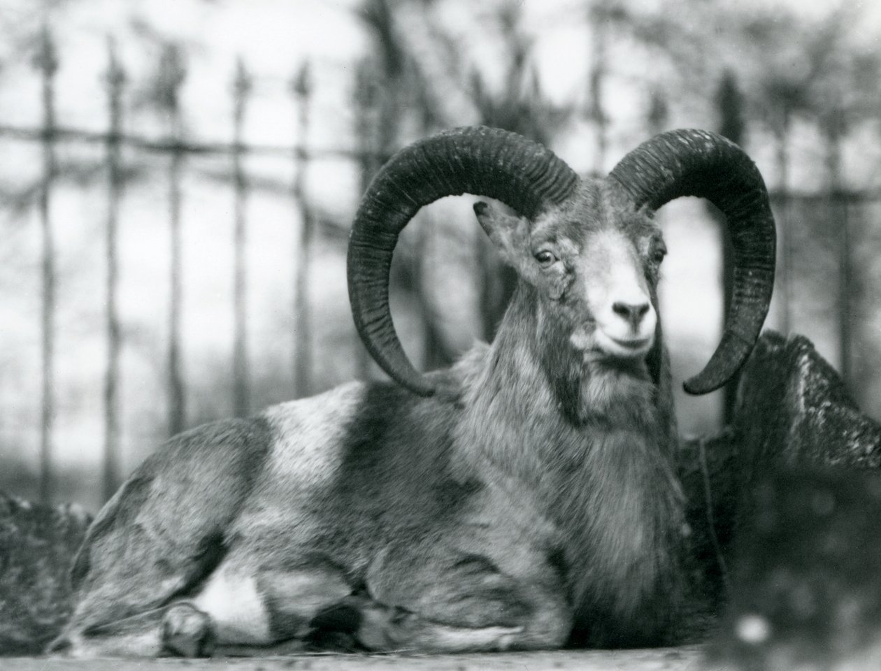 Een Ram zittend in de London Zoo, 1925 door Frederick William Bond