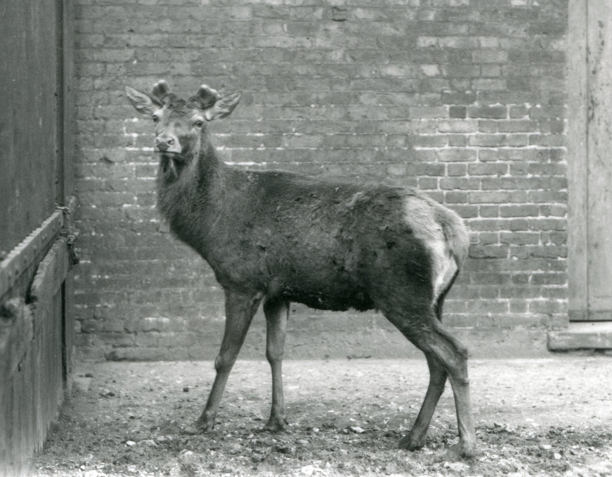 Een Edelhert met ontluikend gewei, London Zoo, augustus 1928 (zwart-wit foto) door Frederick William Bond