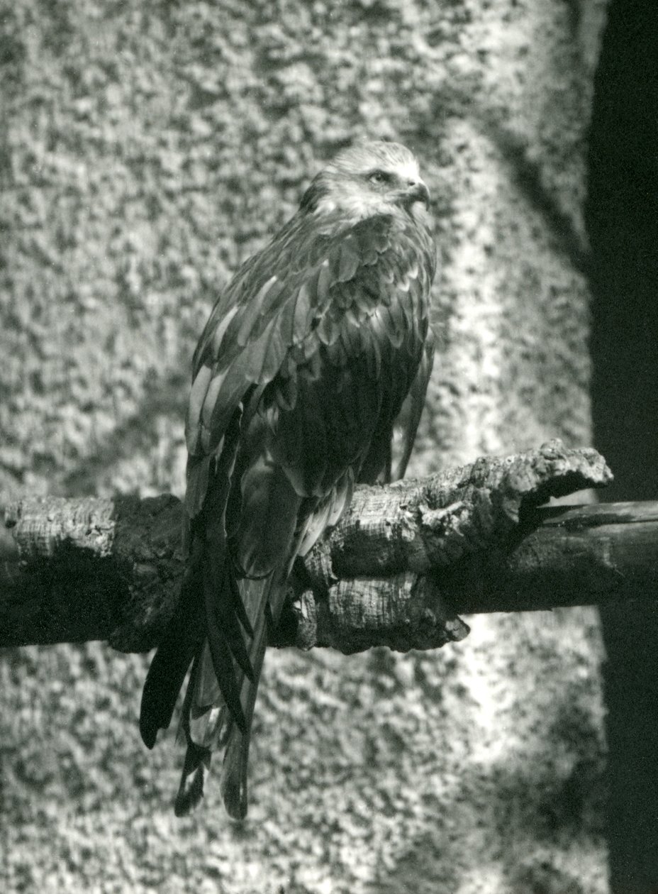 Een rode wouw zittend op een tak in London Zoo in 1924 door Frederick William Bond