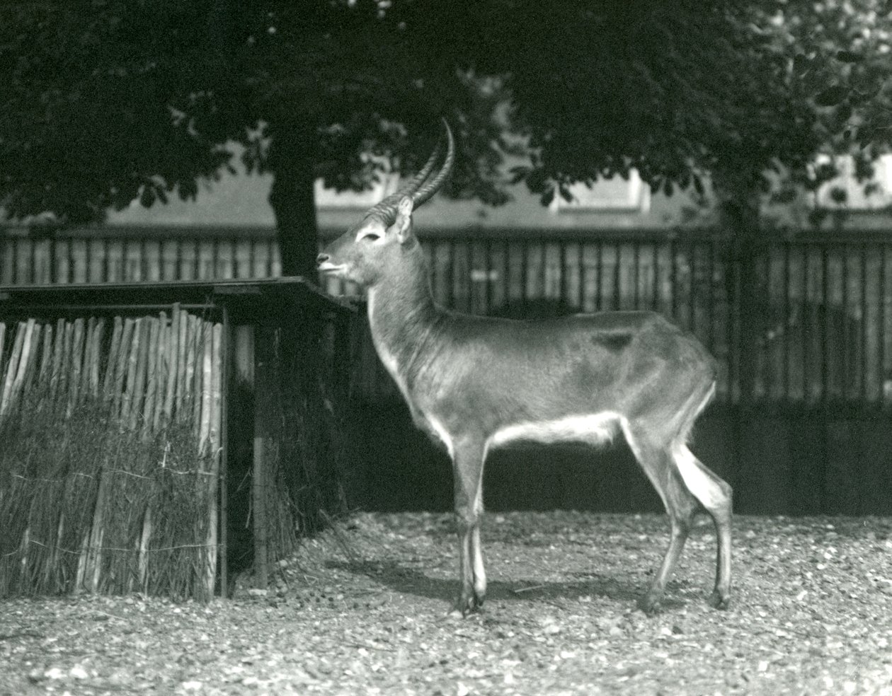 Een rode lechwe in de Londense dierentuin, juli 1924 door Frederick William Bond