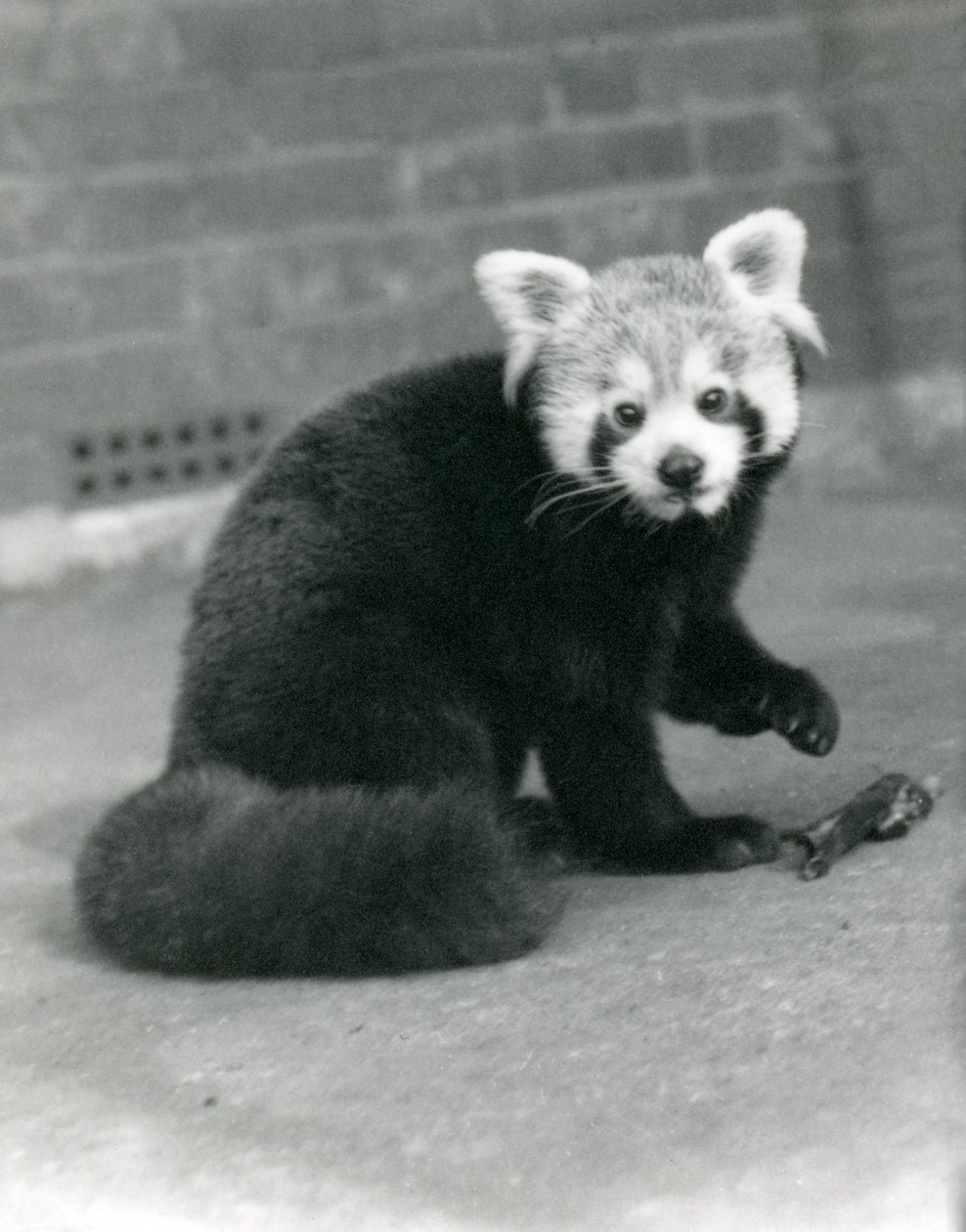 Een Rode Panda zittend in de London Zoo, 1917 door Frederick William Bond