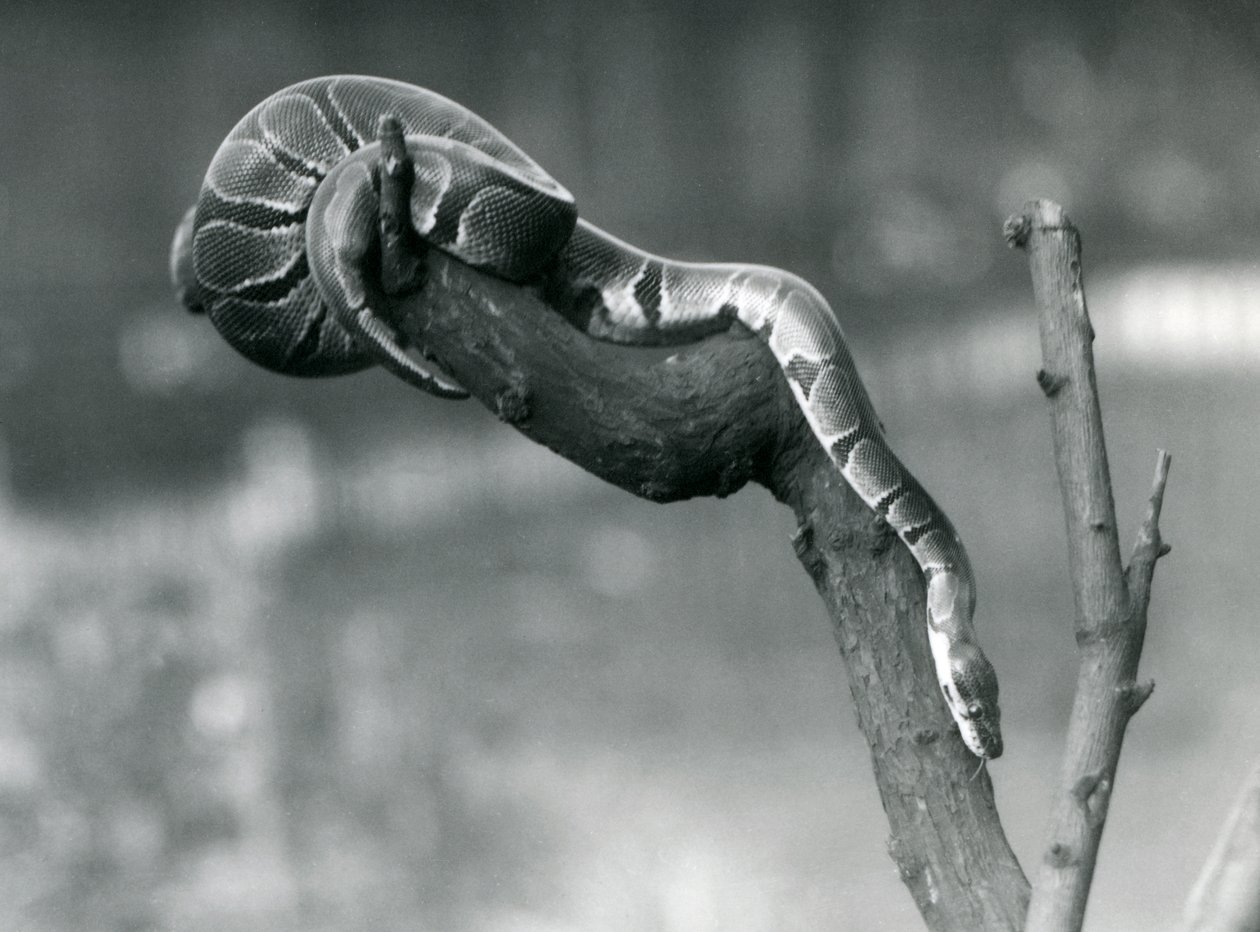 Een Koninklijke Balpython die zich een weg baant langs een tak in London Zoo, oktober 1925 door Frederick William Bond