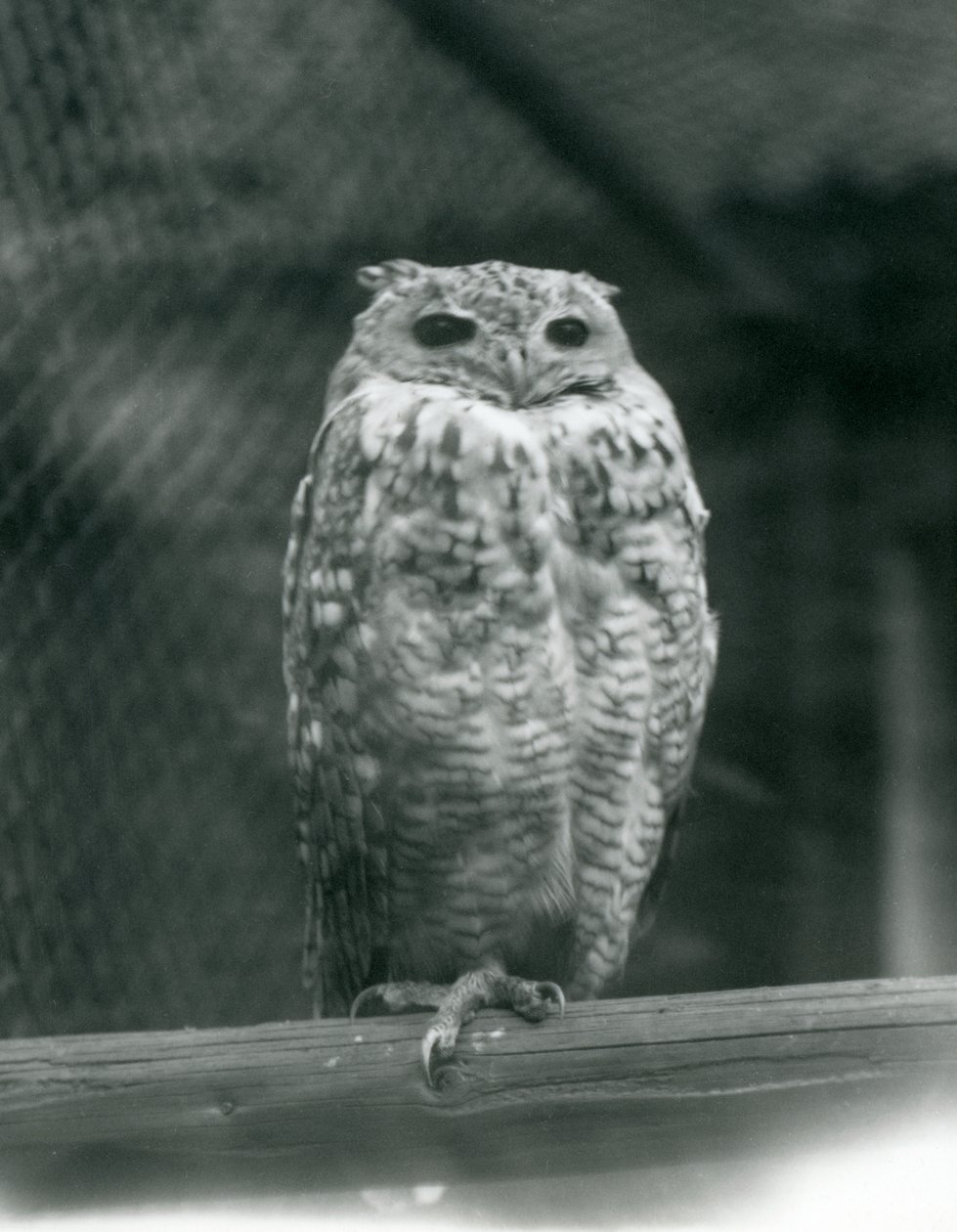 Een Savigny’s Farao Oehoe rustend op een tak bij London Zoo, september 1925 door Frederick William Bond