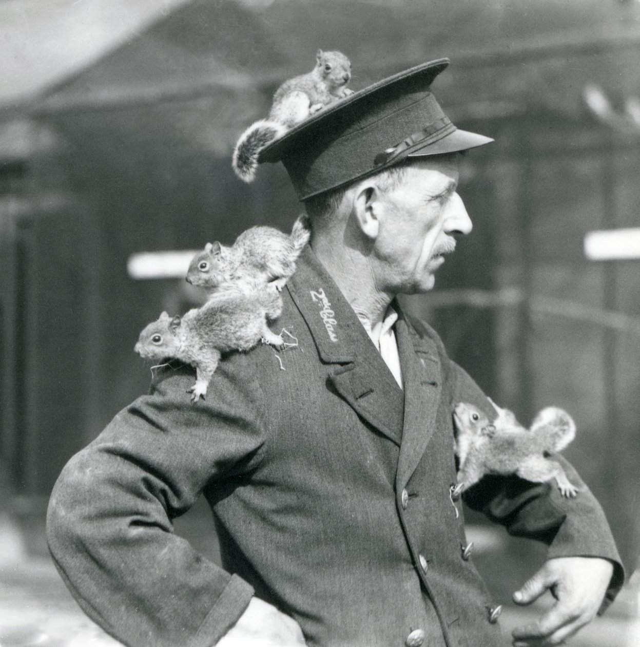 Een tweede klas verzorger met vier jonge grijze eekhoorns die op zijn uniformhoed en -jas klimmen, London Zoo door Frederick William Bond