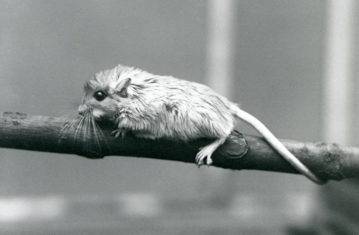 Een Shaws Jird klimmend langs een tak in London Zoo in 1927 door Frederick William Bond