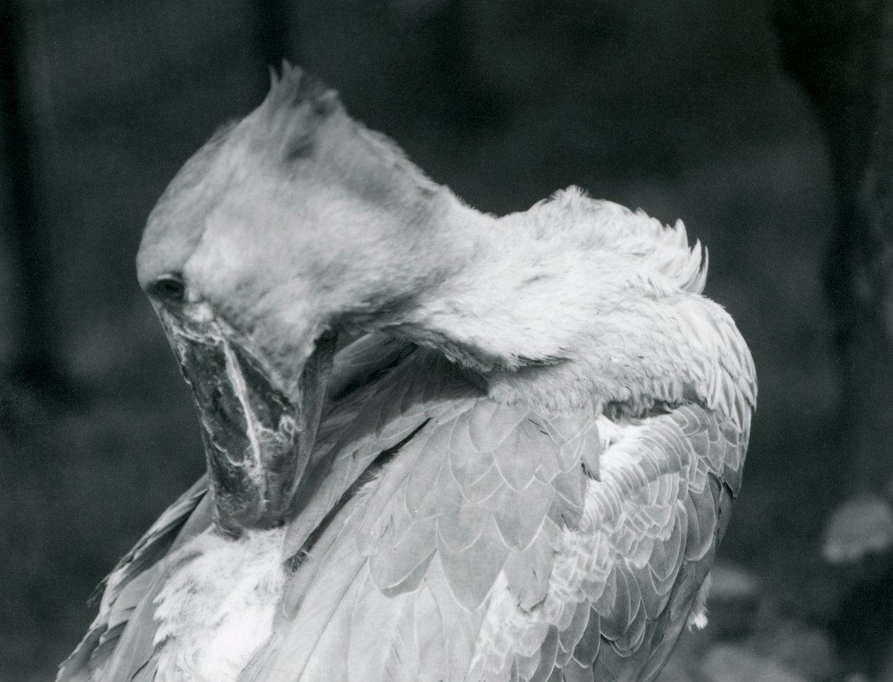 Een schoenbekooievaar die zijn veren poetst in de London Zoo in 1926 door Frederick William Bond