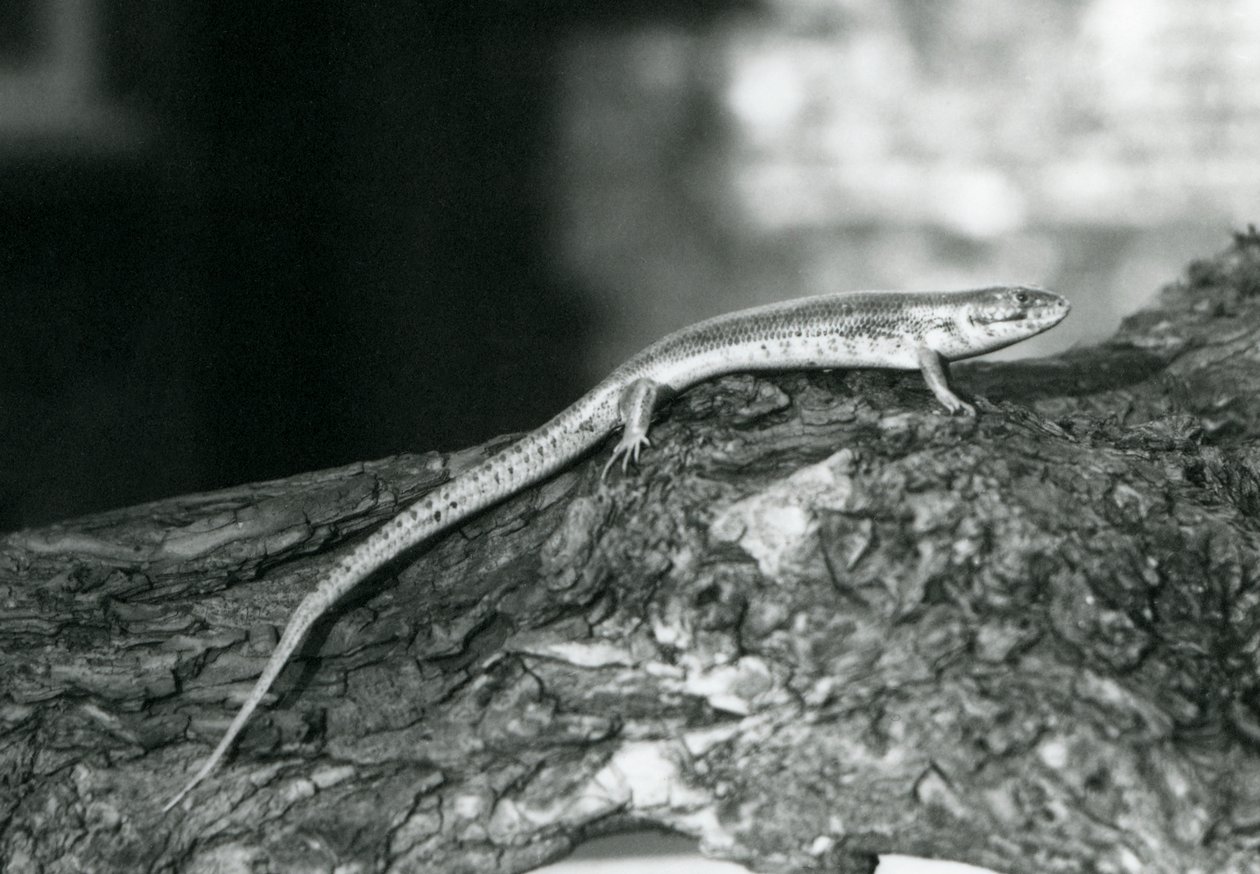 Een Skink rustend op een boomstam in London Zoo in 1929 (zwart-wit foto) door Frederick William Bond